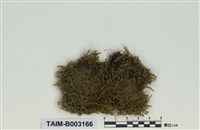 藏品(棉苔科)的圖片